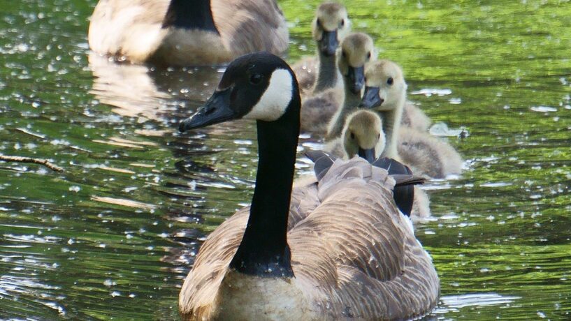geese, chicks, birds, the wild geese, young geese, waterfowl, water birds, water, animals, plumage, ornithology, spring, nature, family, parents, children, geese, geese, geese, geese, geese, chicks